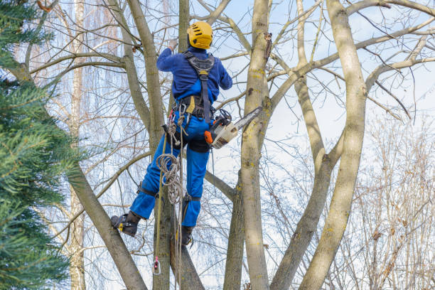 Best Tree Preservation Services  in USA